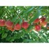 peaches 500x500 1