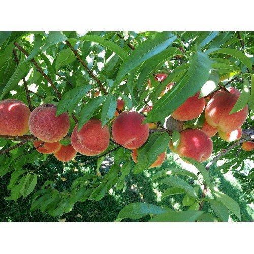 peaches 500x500 1 peaches 500x500 1