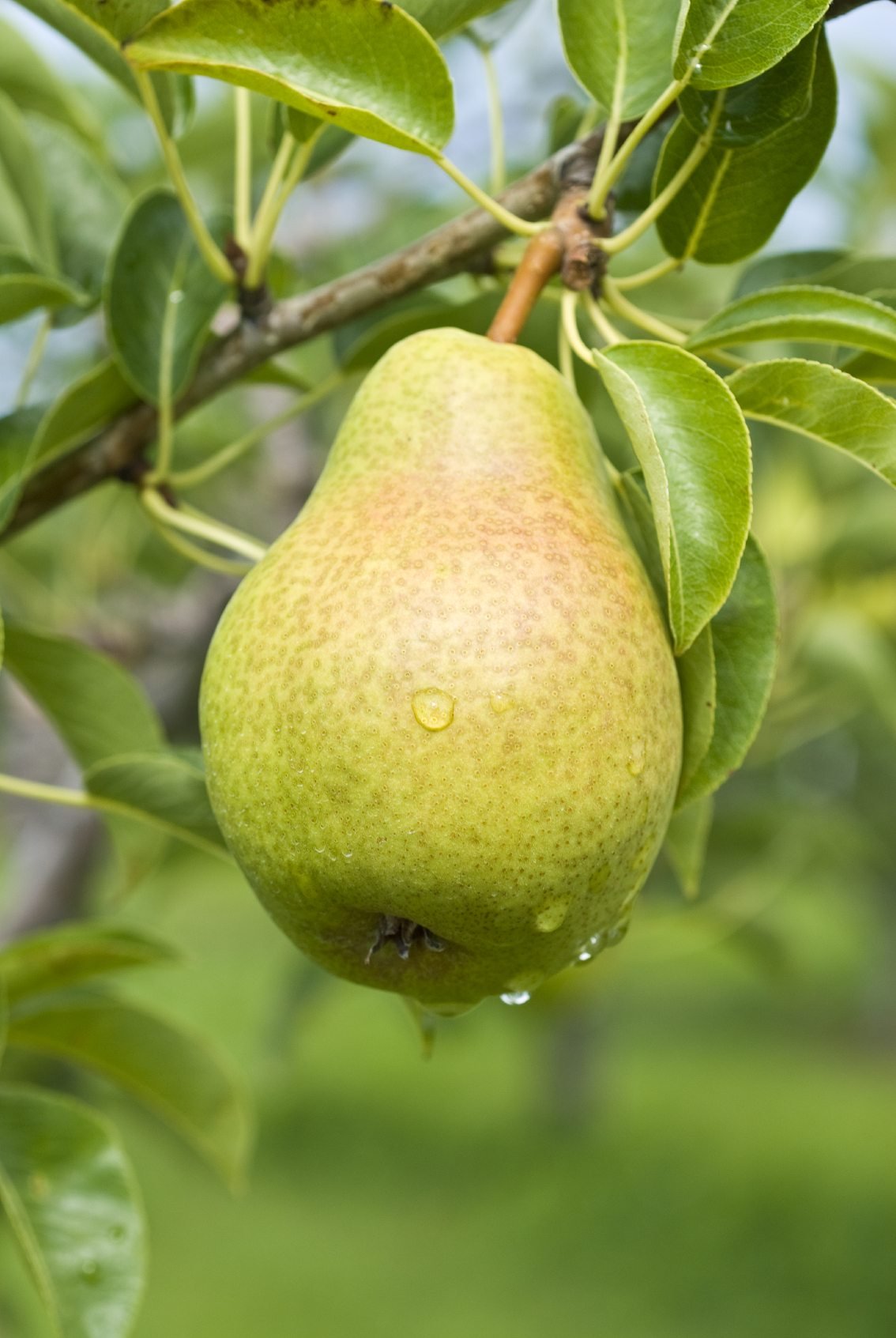 pear fertilizer pear fertilizer