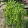pendula 1000x1000 1