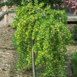 pendula 1000x1000 1