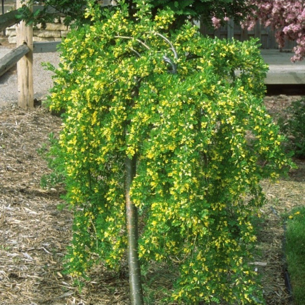 pendula 1000x1000 1 pendula 1000x1000 1