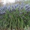 pennisetum alopecuroides black beauty 700x700 1