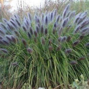 pennisetum alopecuroides black beauty 700x700 1