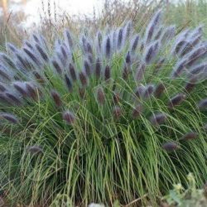 pennisetum alopecuroides black beauty 700x700 1 pennisetum alopecuroides black beauty 700x700 1