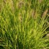 pennisetum alopecuroides hameln gold 108688 700x700 1