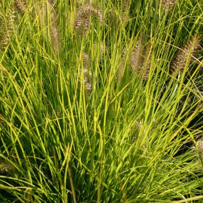pennisetum alopecuroides hameln gold 108688 700x700 1 pennisetum alopecuroides hameln gold 108688 700x700 1