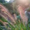 pennisetum alopecuroides pauls giant