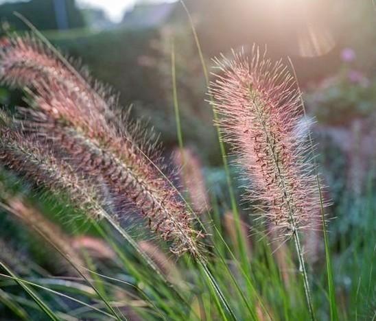 pennisetum alopecuroides pauls giant pennisetum alopecuroides pauls giant