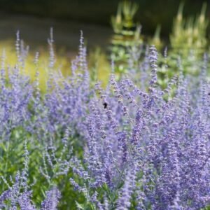 perovskia Blue Spire russian sage 780x520 1