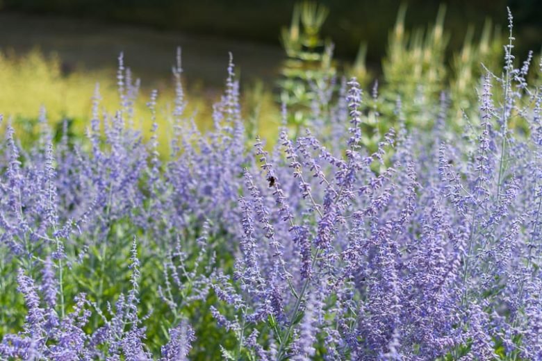 perovskia Blue Spire russian sage 780x520 1 perovskia Blue Spire russian sage 780x520 1