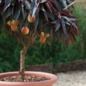 persikas raudonas