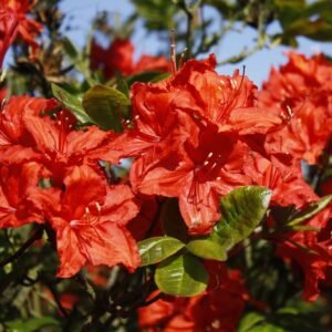 pflanze azalea royal command 714