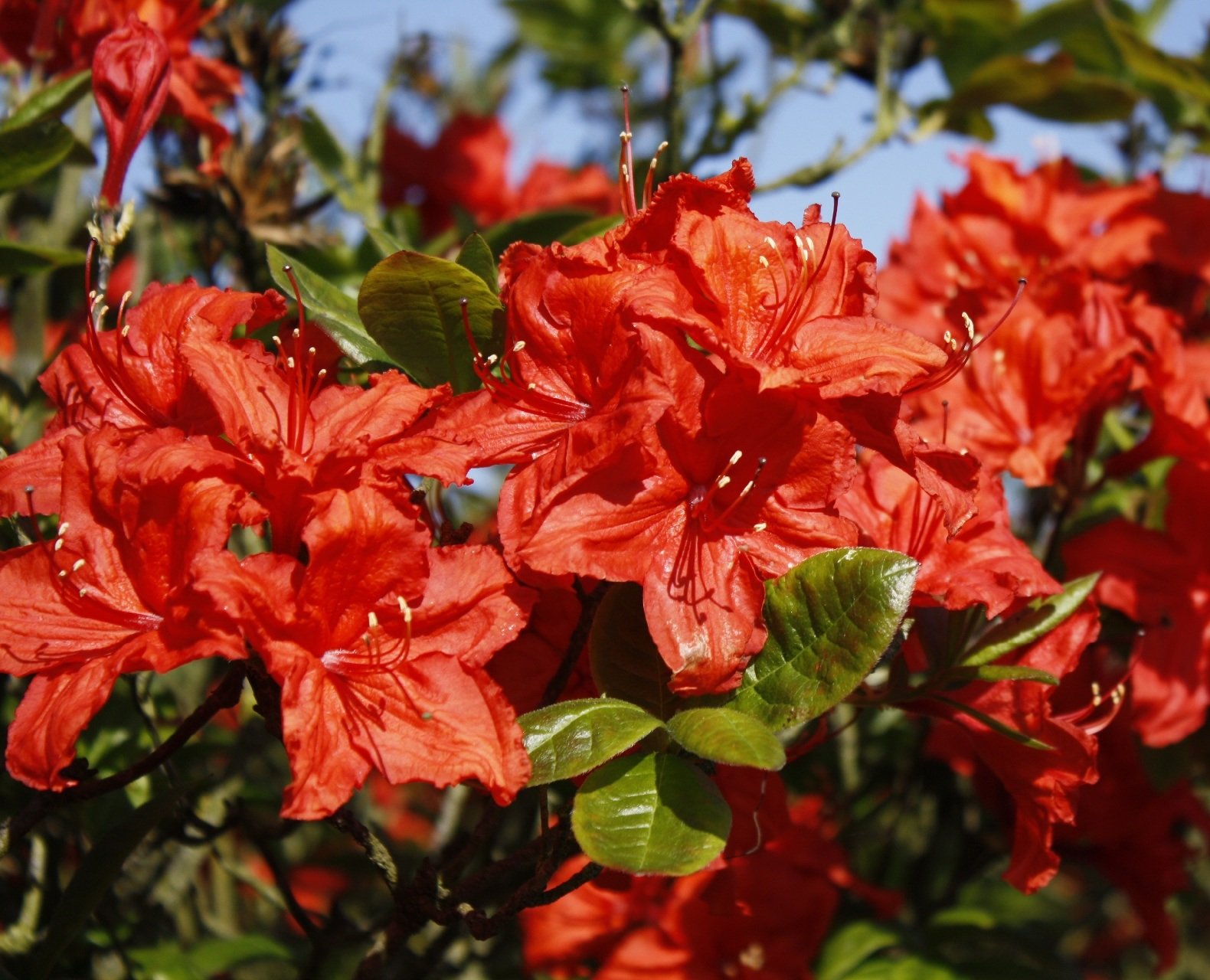 pflanze azalea royal command 714 pflanze azalea royal command 714