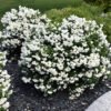 philadelphus snowbelle 500x500 1