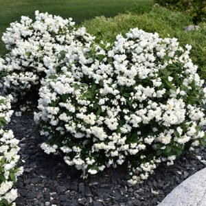 philadelphus snowbelle 500x500 1