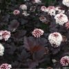 physocarpus diablo1 700x700 1