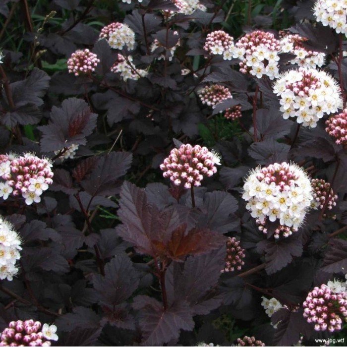 physocarpus diablo1 700x700 1 physocarpus diablo1 700x700 1