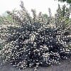 physocarpus opulifolius diabolo 354bcdcde7b2c2 1280x1280