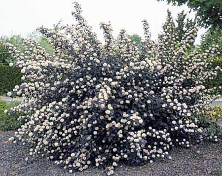 physocarpus opulifolius diabolo 354bcdcde7b2c2 1280x1280 physocarpus opulifolius diabolo 354bcdcde7b2c2 1280x1280