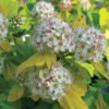 physocarpus opulifolius nugget lg main 500x500 1