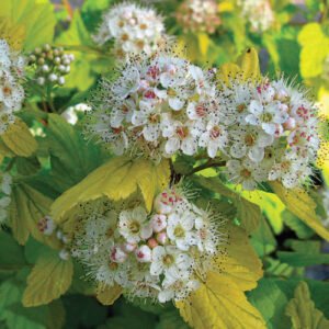 physocarpus opulifolius nugget lg main 500x500 1