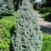 picea iseli fastigiata 600x600 1