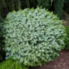 picea sitchensis midget torpe szitka lucfenyo.jpg