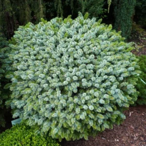 picea sitchensis midget torpe szitka lucfenyo.jpg