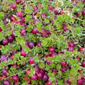 piligrim0