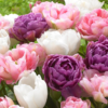 pilnav balta rozine violetine