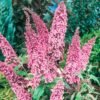 pink delight