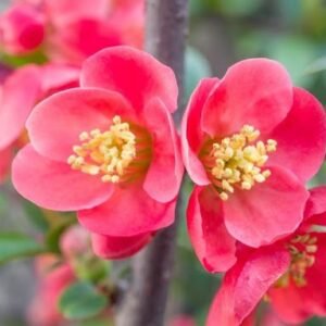 pink lady0