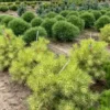 pinus densiflora rainbowTfFBEODtmL8RE 600x600