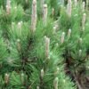 pinus leucodermis dolce dorme 2 682x1024 1