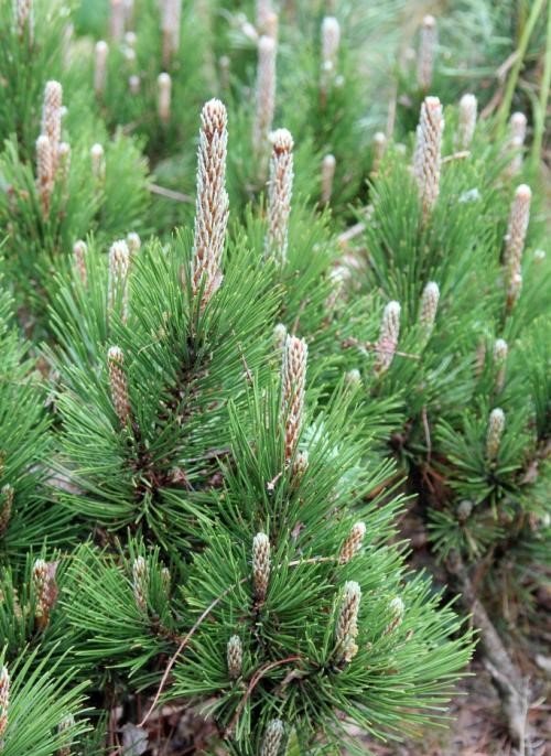 pinus leucodermis dolce dorme 2 682x1024 1 pinus leucodermis dolce dorme 2 682x1024 1