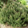 pinus mops e1611133585477