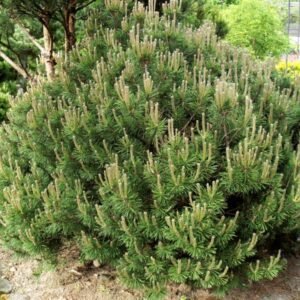 pinus mops e1611133585477