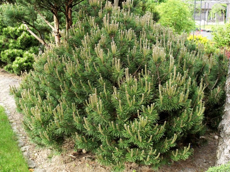 pinus mops e1611133585477 pinus mops e1611133585477