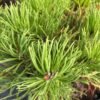 pinus mugo