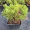 pinus mugo0