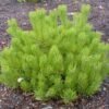 pinus mugo2