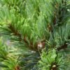 pinus parviflora shizukagoten