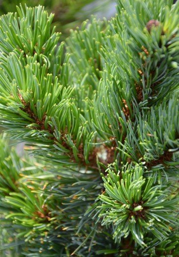 pinus parviflora shizukagoten pinus parviflora shizukagoten