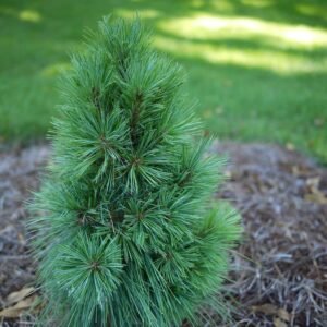 pinus schwerinii wiethorst 18l pot 600x600 63ea588280b25 src