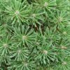 pinus uncinata wiel