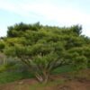 pinus densiflora umbraculifera 2 1