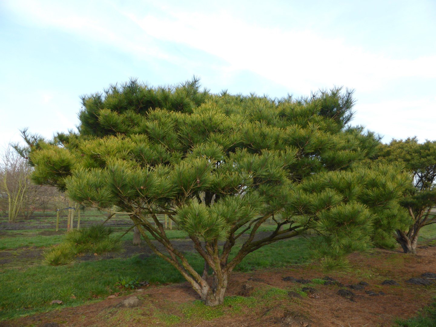 pinus densiflora umbraculifera 2 1 pinus densiflora umbraculifera 2 1