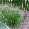 piorkowka japonska magic pennisetum