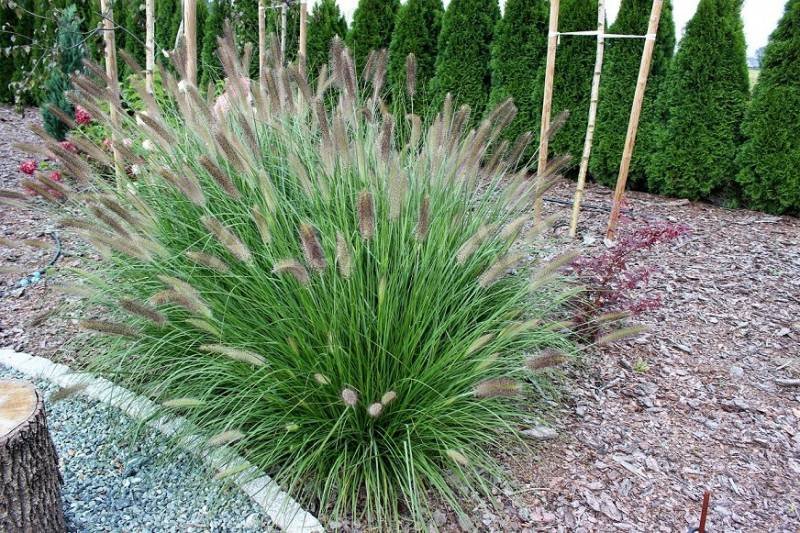 piorkowka japonska magic pennisetum piorkowka japonska magic pennisetum